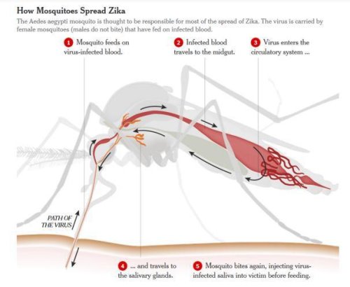 世界上最恐怖的蚊子 疟蚊携带的疟疾威胁地球上一半人口(传播登革热)