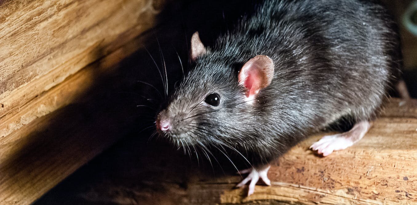 黑死病可能不是老鼠传播的