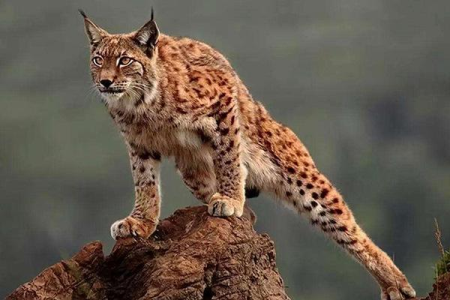 世界四大禁养猫科动物 猎豹 狮子 老虎上榜 （保护动物）