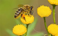 爱因斯坦的预言 这种生物灭绝将会影响到人类的生存？蜜蜂