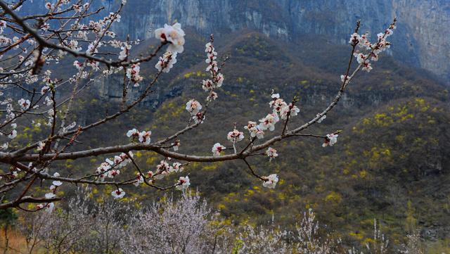 冬季新乡旅游景点推荐（新乡19家景区免门票）(8)