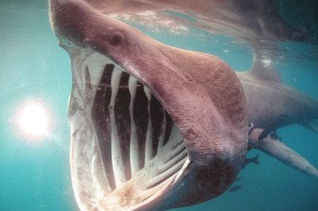 世界上最大的鲨鱼排行榜 大白鲨排在第三（世界前四）