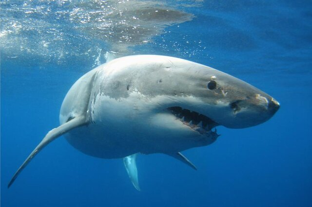 世界上最大的鲨鱼排行榜 大白鲨排在第三（世界前四）