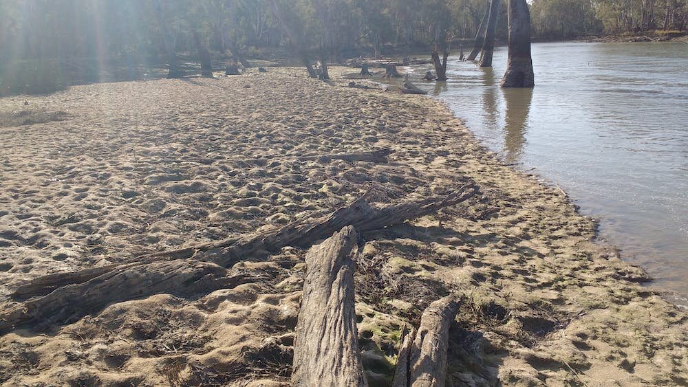 爆炸的鲤鱼数量对澳大利亚的河流来说就像恐怖的房子 是时候释放鲤鱼疱疹病毒了吗？