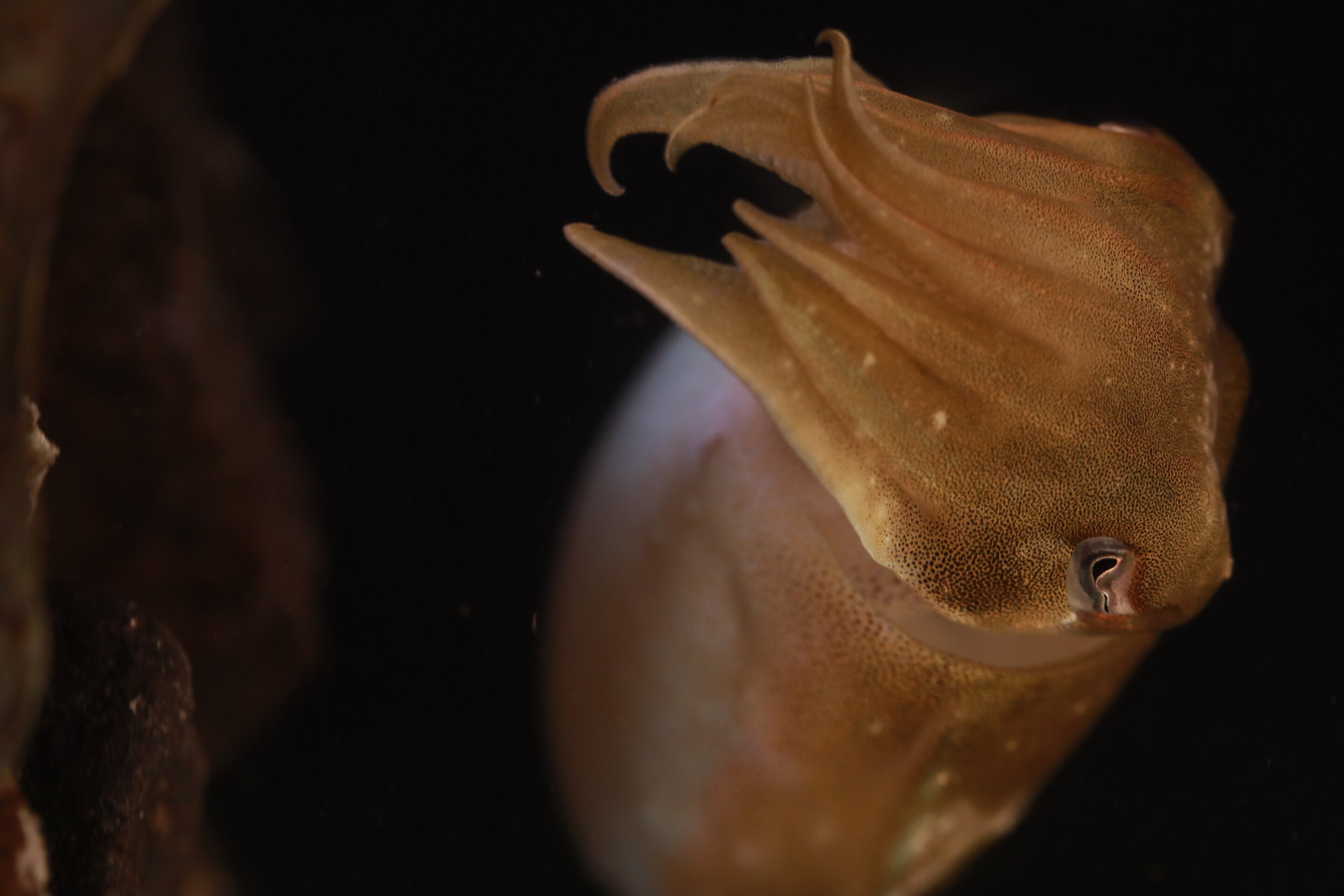 墨鱼大脑的新图谱可以解释海洋动物如何以及为什么使用其独特的伪装能力