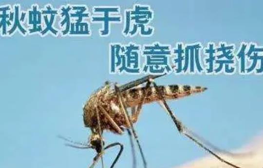 秋天的蚊子为什么比夏天的厉害？被蚊子咬了怎么止痒消肿