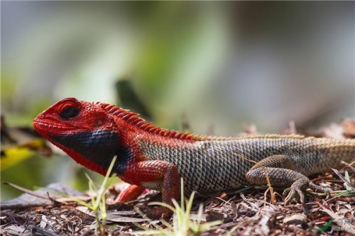 变色树蜥 一种可以养殖的四脚蛇身体颜色会变化