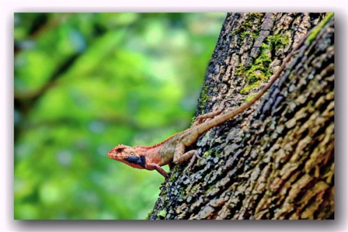 变色树蜥 一种可以养殖的四脚蛇身体颜色会变化