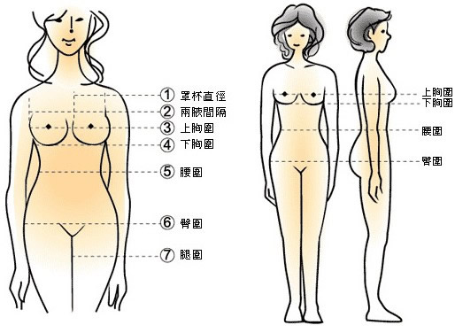 女性胸围尺寸：女性标准三围尺寸对照表（最全胸围对照）