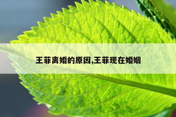 王菲离婚的真相,王菲现在婚姻