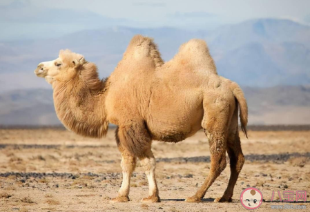 骆驼为什么只在沙漠生活 骆驼能在沙漠生活的原因