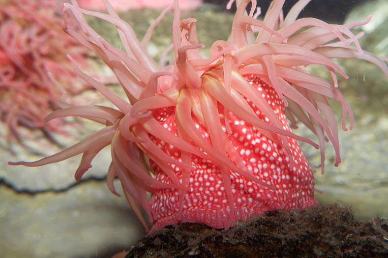 世界三大最好看的海葵 最漂亮的海葵 （公主海葵）