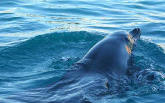 海豚为何不攻击人类 海豚不攻击人类真相是什么