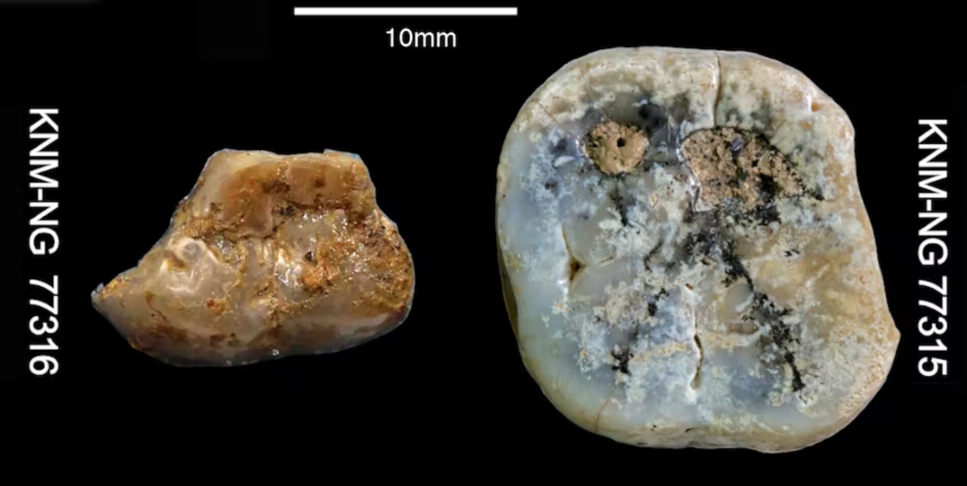 肯尼亚发现290万年前用来屠宰古代河马的石器 但很可能不是我们的祖先使用的