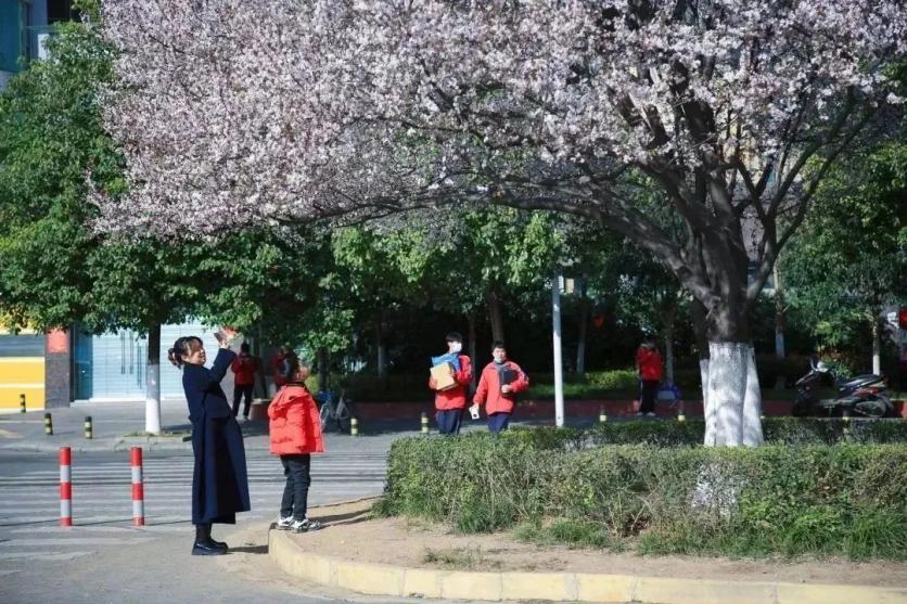 广元市利州区春日赏花好去处推荐2023