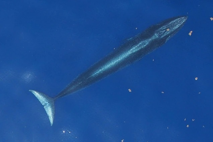 全球最稀有的海洋哺乳动物赖氏鲸才刚被发现，就已濒临灭绝