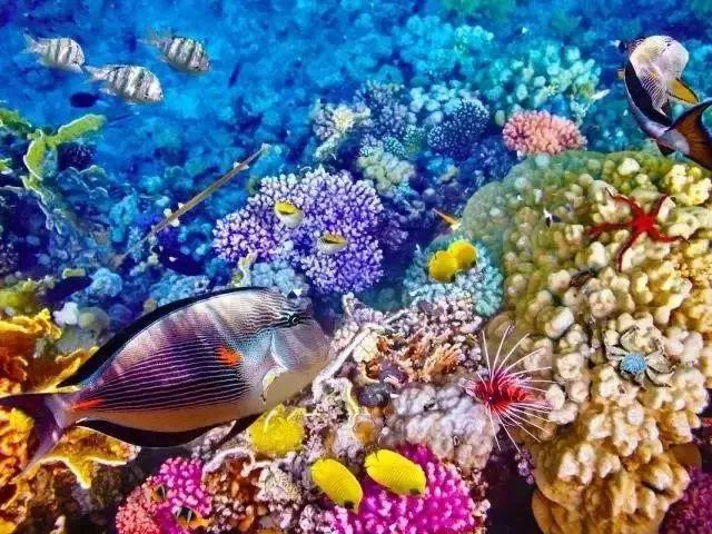 世界上最大最长的珊瑚礁群 在哪里（澳大利亚大堡礁）