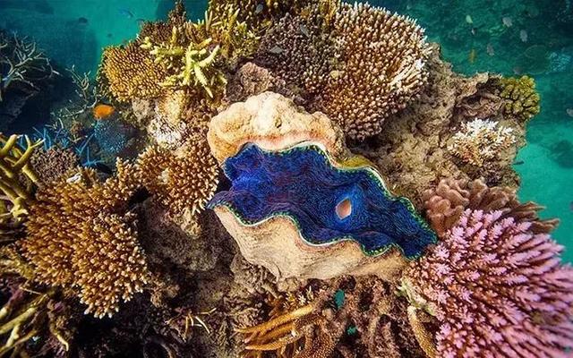 世界上最大最长的珊瑚礁群 在哪里（澳大利亚大堡礁）