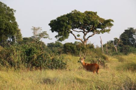 研究揭示热带草原化对巴西亚马逊陆地动物的影响