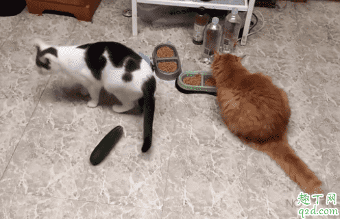 为什么猫怕黄瓜在身后 为什么猫咪看见黄瓜会吓一跳3