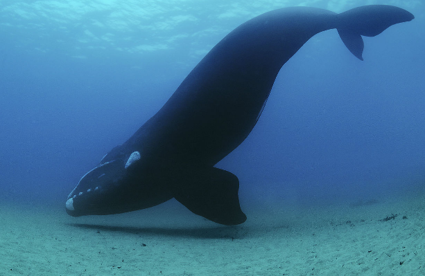 盘点世界上最大的鲸鱼 蓝鲸位居第1名 (虎鲸都未上榜)