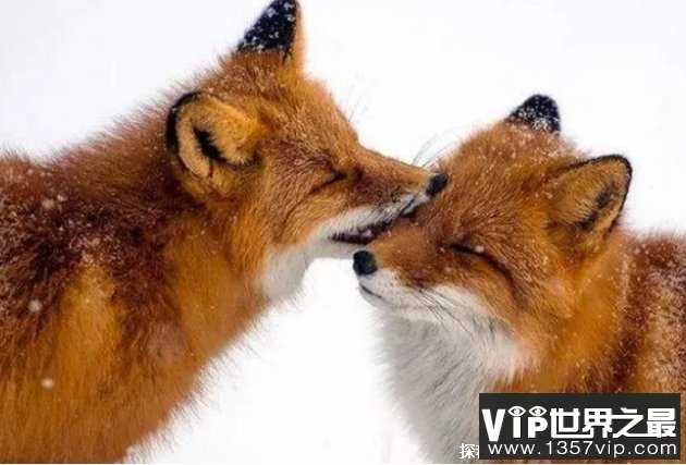 世界上最大的狐狸 赤狐分布范围广(数量最多)