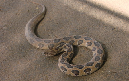 世界五大致命毒蛇排行榜：了解这些毒蛇，保护自己的生命安全