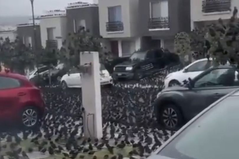 墨西哥街头突然出现黑压压的大片鸟群 引发人们“世界末日”担忧