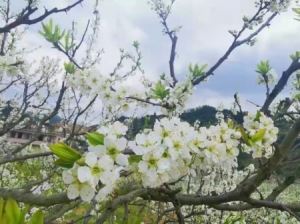 韶关一日游必去十大景点（十个韶关春日打卡景点）(20)