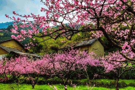 韶关一日游必去十大景点（十个韶关春日打卡景点）(22)