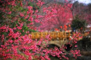 韶关一日游必去十大景点（十个韶关春日打卡景点）(26)