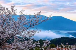 韶关一日游必去十大景点（十个韶关春日打卡景点）(27)