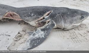 南非开普敦海岸出现17具鲨鱼尸体 每具尸体的腹部都遭剖开