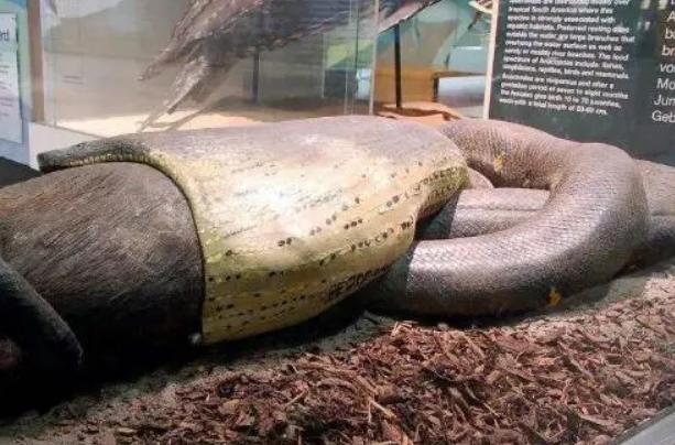 世界最长的蛇 中国发现200米巨蟒 (爆料出真相)