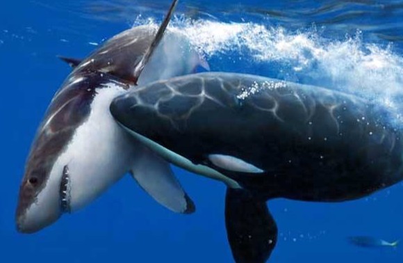虎鲸的天敌是什么?仅史前巨兽能匹敌堪称现代海洋霸主