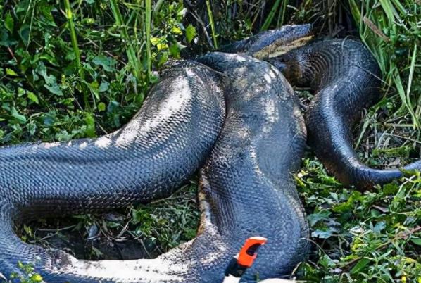 世界最长的蛇 中国发现200米巨蟒 爆料出真相
