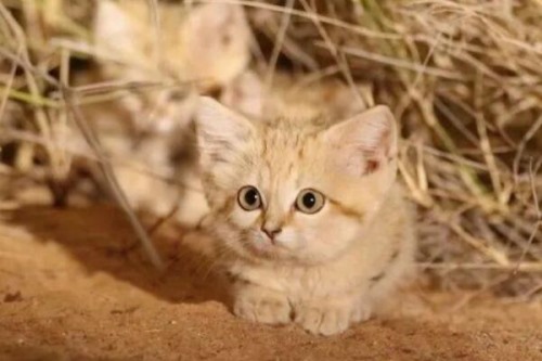沙丘猫为何不能养?是濒危生物不允许私人饲养