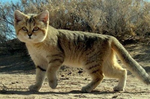 沙丘猫为何不能养?是濒危生物不允许私人饲养