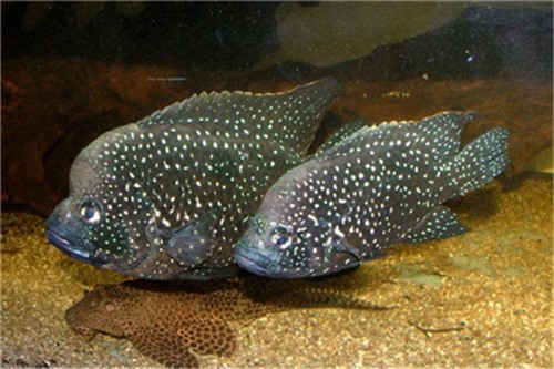副非鲫 又称之为黑鱼 马达加斯加特有的物种