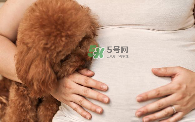 狗对孕妇的危害有哪些？狗对孕妇有影响吗？