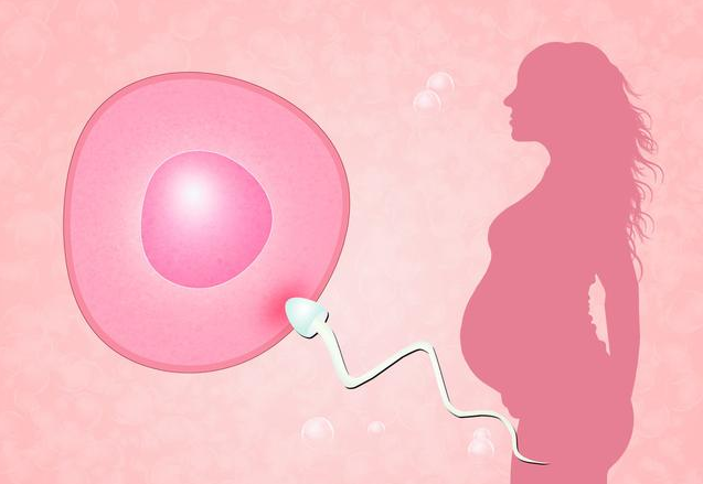 排卵期隔天同房会错过排卵期吗 排卵期怎么安排同房更容易受孕