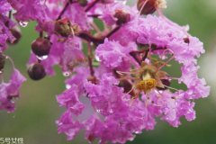 紫薇花是一种什么花呢 紫薇花有什么作用呢