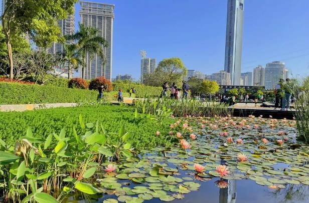 2023厦门睡莲花期 赏花最佳去处