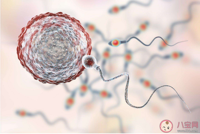 全球男性精子量告急是怎么回事 精子危机要来了吗