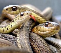 探索世界真相之世界上最严重的蛇灾 探索世界真相之世界上最危险的十大蛇类