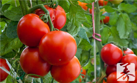 西红柿美白多长时间见效