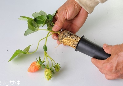 盆栽草莓的种植方法 草莓盆栽怎么养