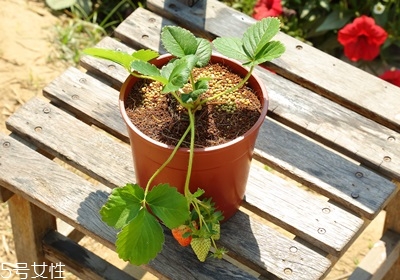 盆栽草莓的种植方法 草莓盆栽怎么养