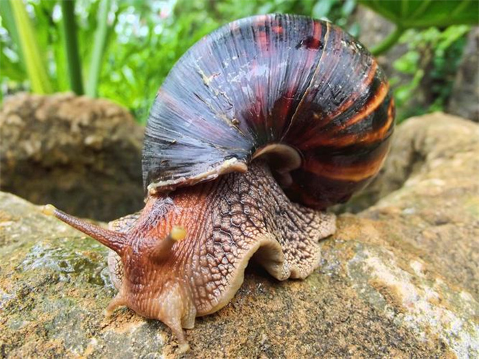 世界上最大的蜗牛是什么品种 非洲大蜗牛(重量900克)