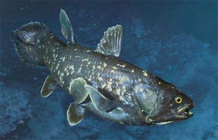 世界上最古老的鱼类 生存了4亿年(腔棘鱼)